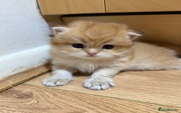 British Shorthair cats for sale: GCCF reg BSH & LH Chocolate & Black Golden Kittens - Image 27