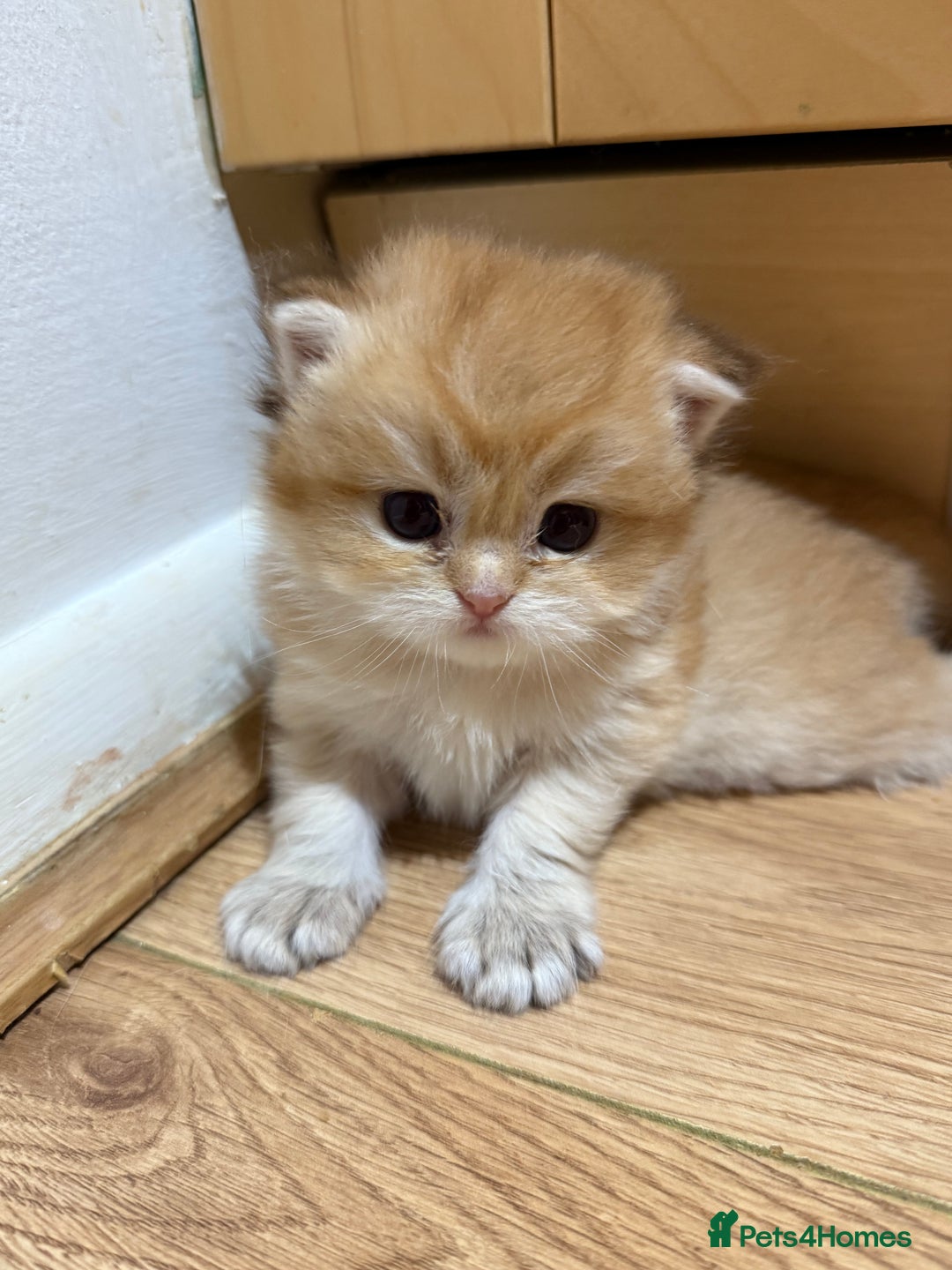 British Shorthair cats for sale: GCCF reg BSH & LH Chocolate & Black Golden Kittens - Image 27