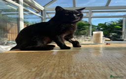 Mixed Breed cats for sale: Black Tom Cat  - Image 6