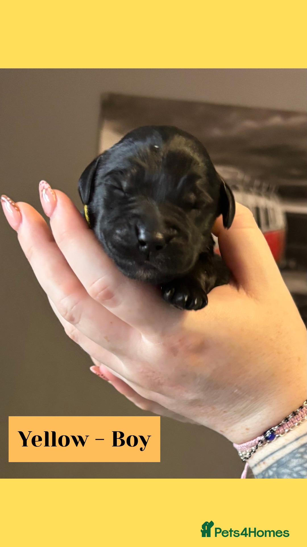 Goldador dogs for sale: Goldador puppies - Image 19