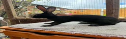 Belgian Hares rabbits for sale: Baby hares looking for new postcodes - Advert 3