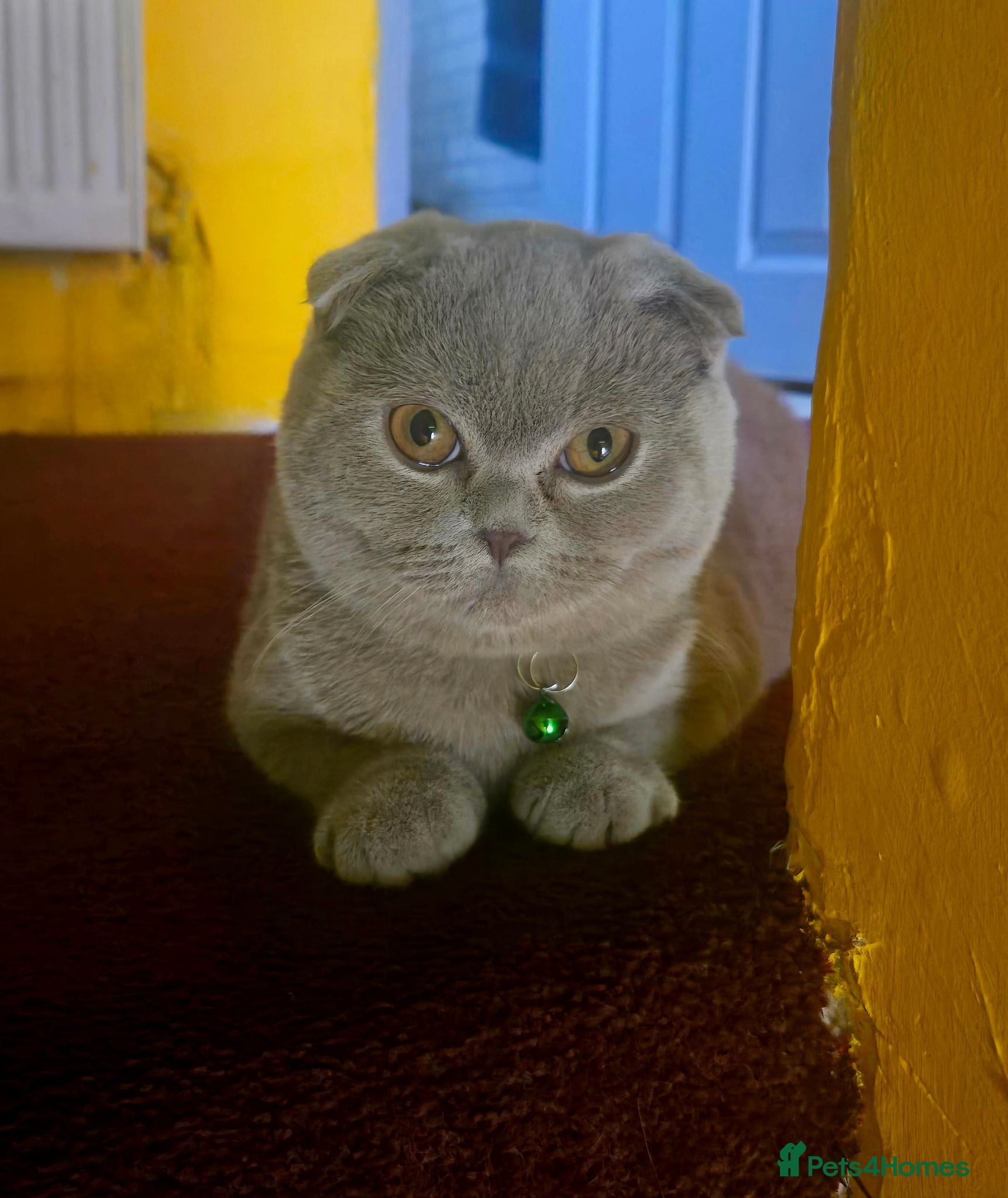 Scottish Fold cats 4 Beautiful Kittens Ready Soon 🐾 - Advert 1