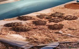 Hermann Tortoise reptiles for sale: Hermanns Tortoises - Image 1