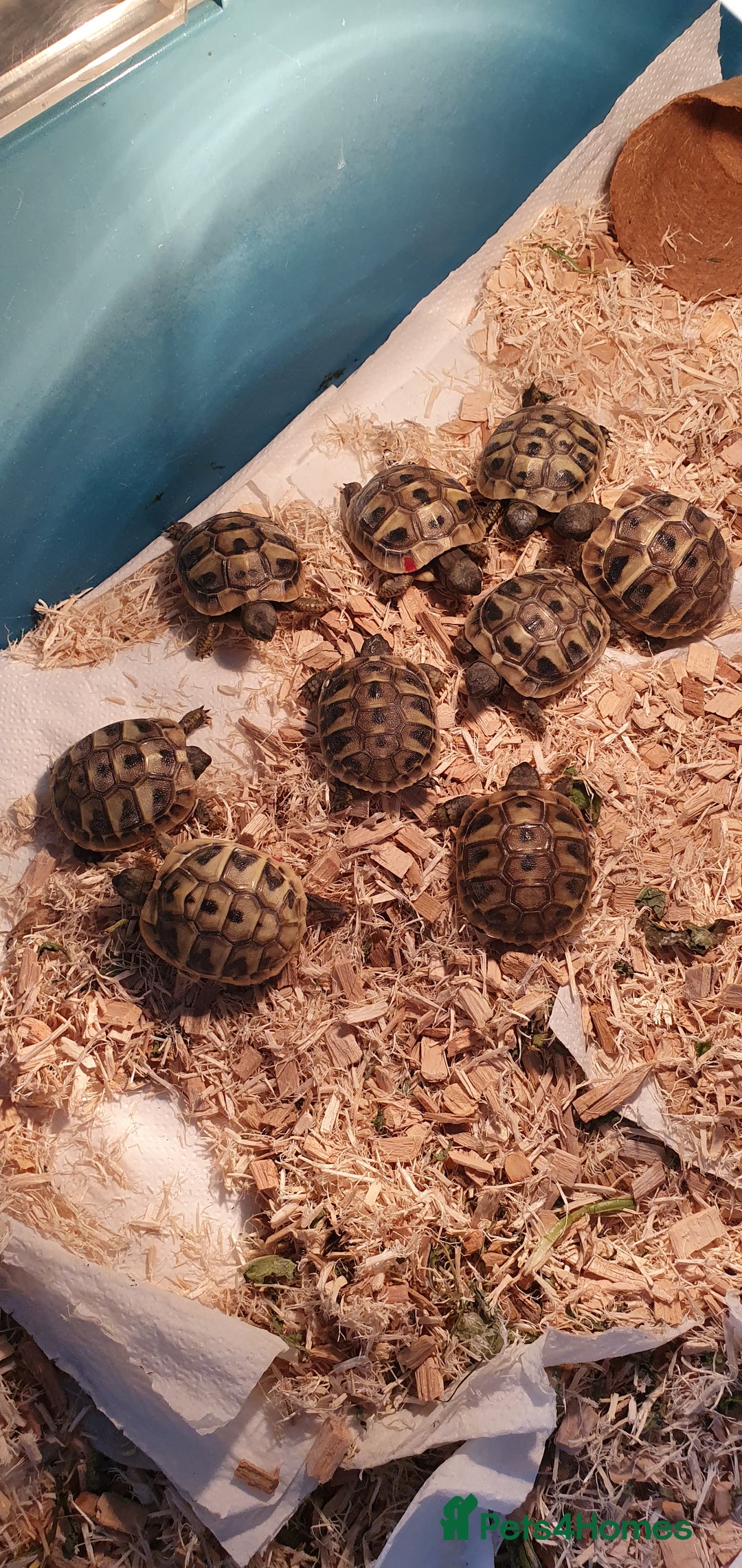 Hermann Tortoise reptiles for sale: Hermanns Tortoises - Image 1