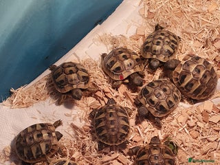 Hermann Tortoise reptiles - Advert 3