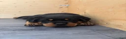 Rottweiler dogs for sale: Champion German Rottweiler Puppies - Advert 9