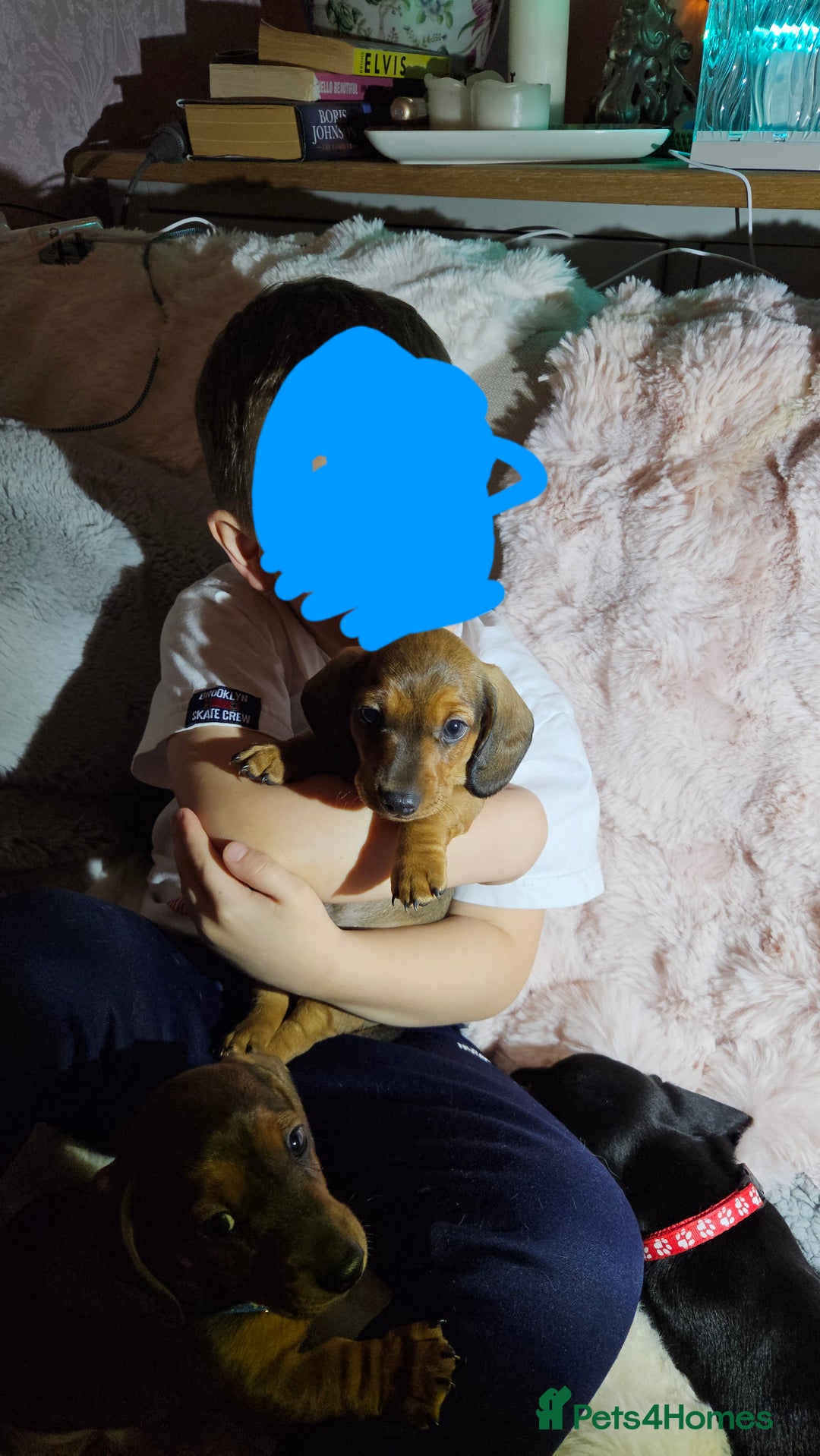 Miniature Dachshund dogs for sale: Miniature dachshund  - Advert 17