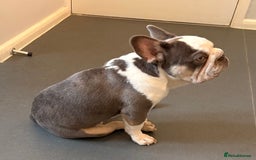 French Bulldog dogs for sale: 8 month old French bulldog  - Image 3