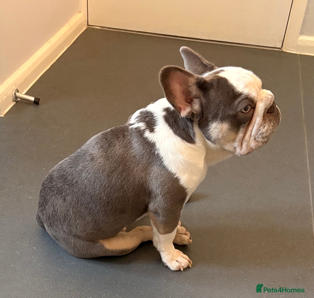 French Bulldog dogs for sale: 8 month old French bulldog  - Image 3