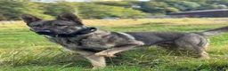 German Shepherd dogs for sale: Elite DDR German Shepherd - World-Class Pedigree  - Advert 5