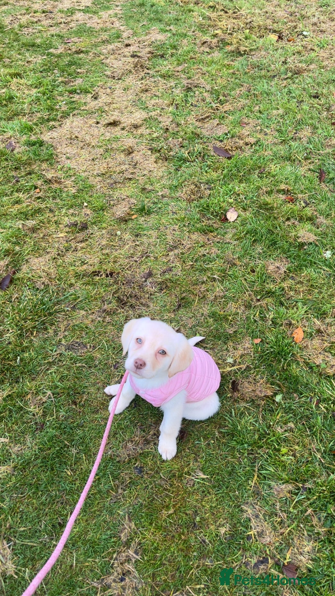 Labrador Retriever dogs for sale: Daisy  - Advert 2