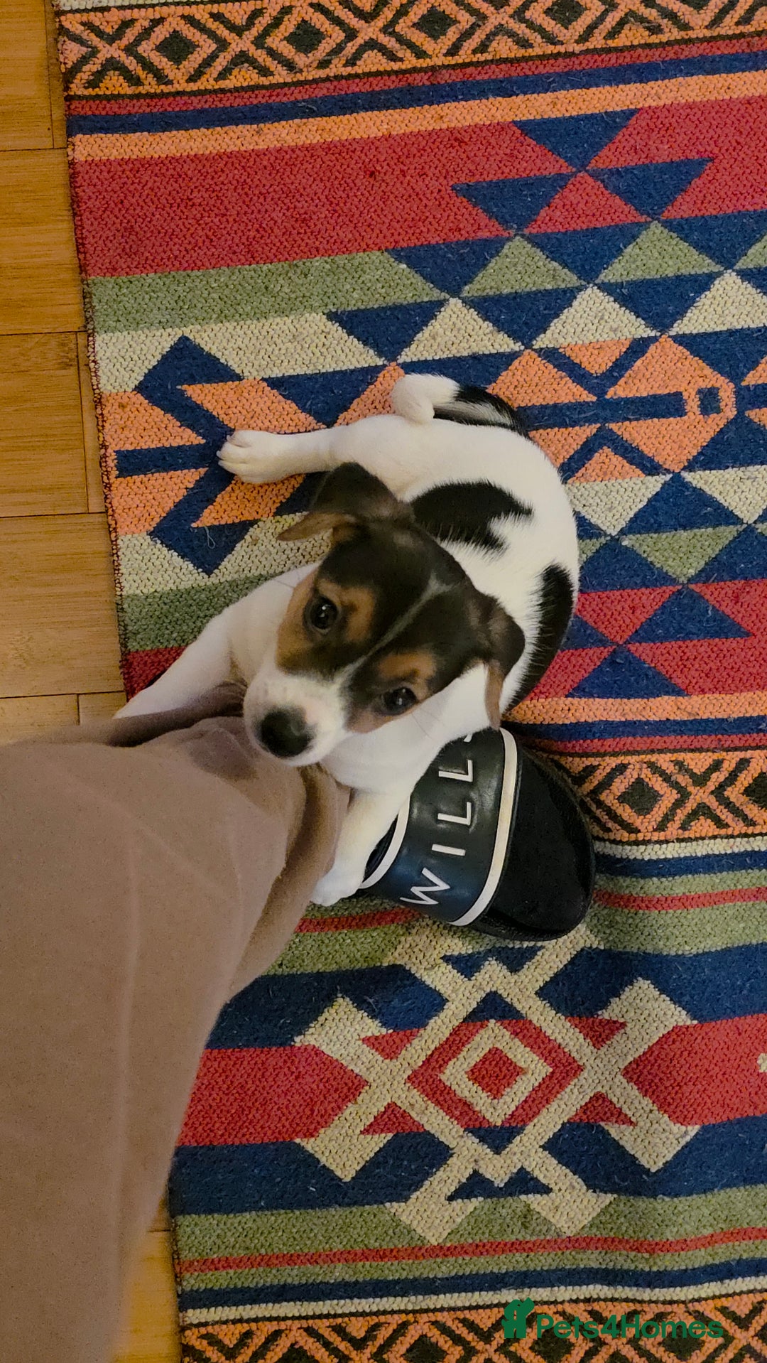 Jack Russell dogs for sale: URGENT: A Little Gentleman in Need of a Loving🏠 - Advert 4