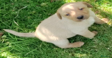 Labrador Retriever dogs - Advert 10