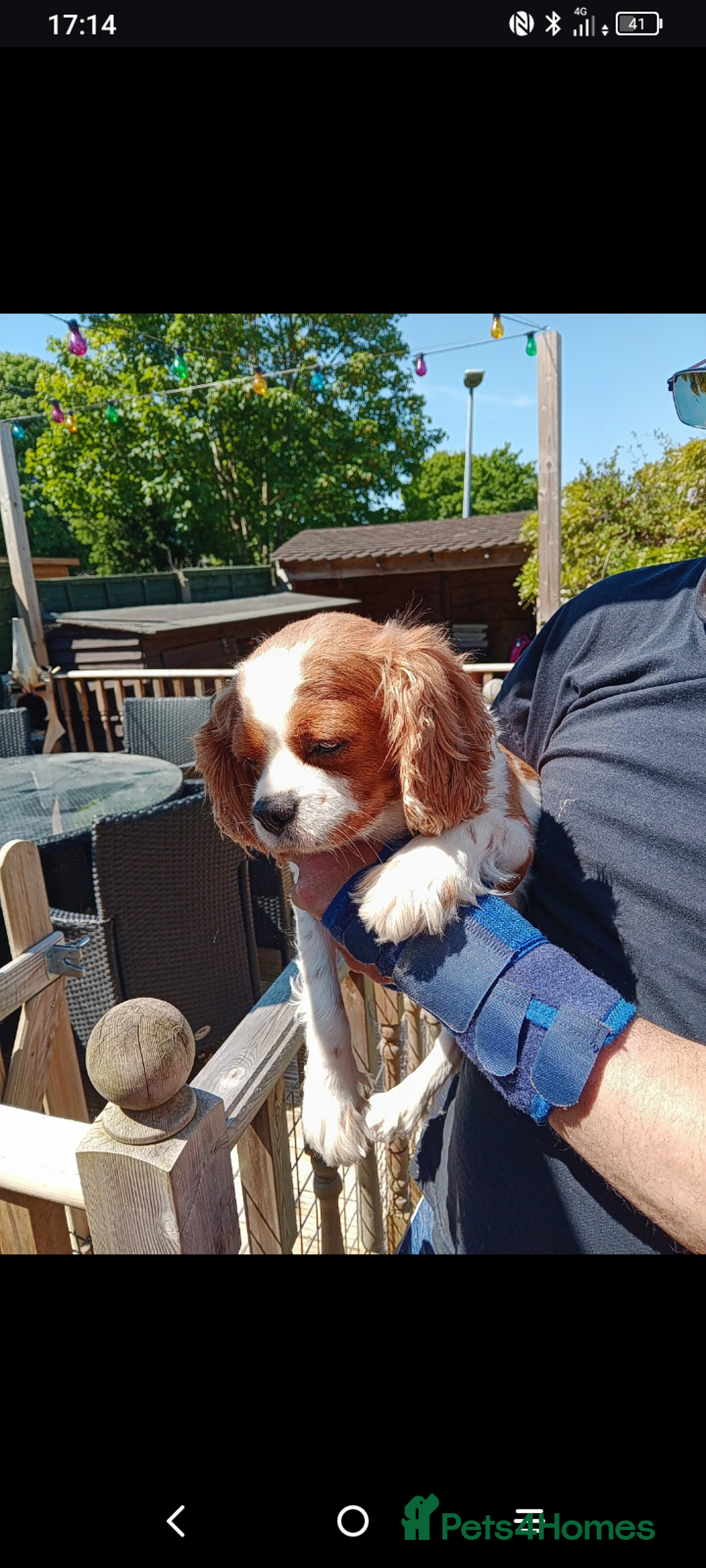Cavapoo dogs for sale: lovely male 2 years old cavapoo  - Image 6