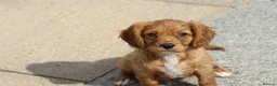 Cavapoo dogs for sale: COCKERLIERPOO puppies for sale - Advert 30