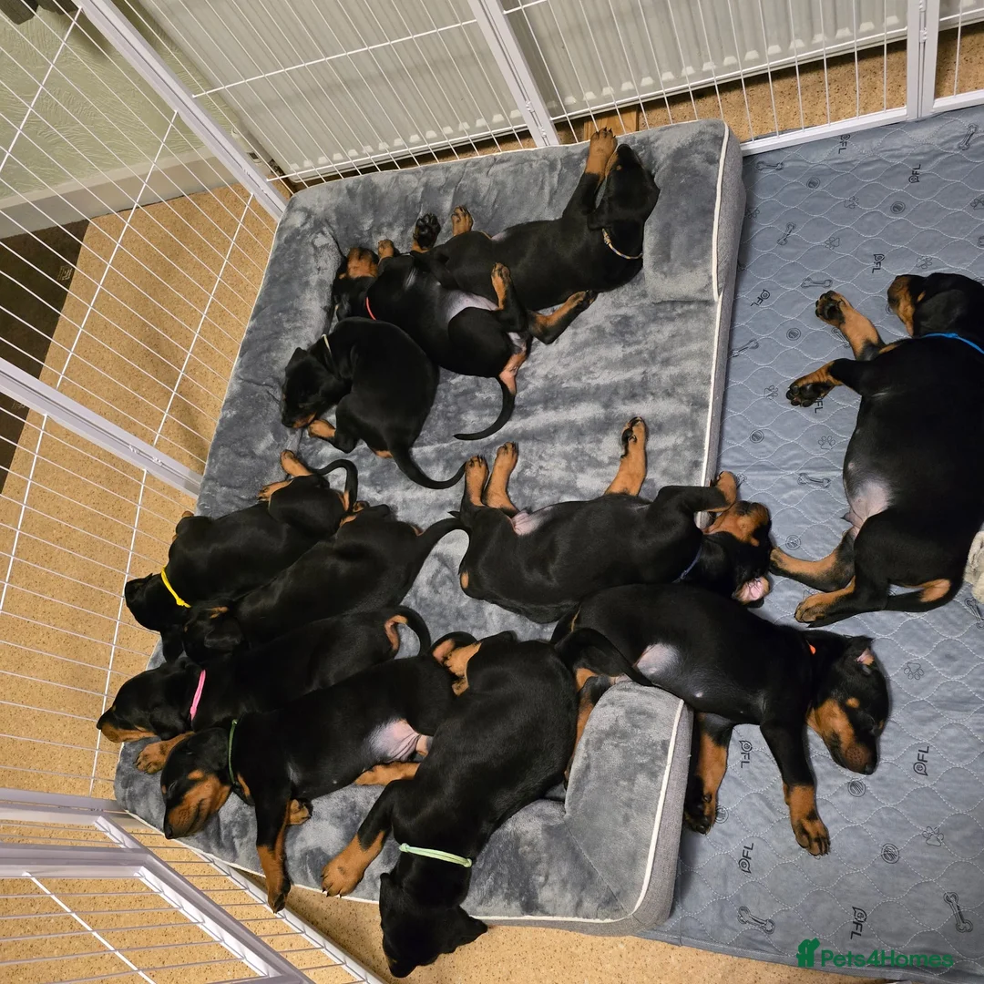 Dobermann dogs for stud: 💥 Proven Stud Available – Cerberus 💥 in Swansea - Advert 15