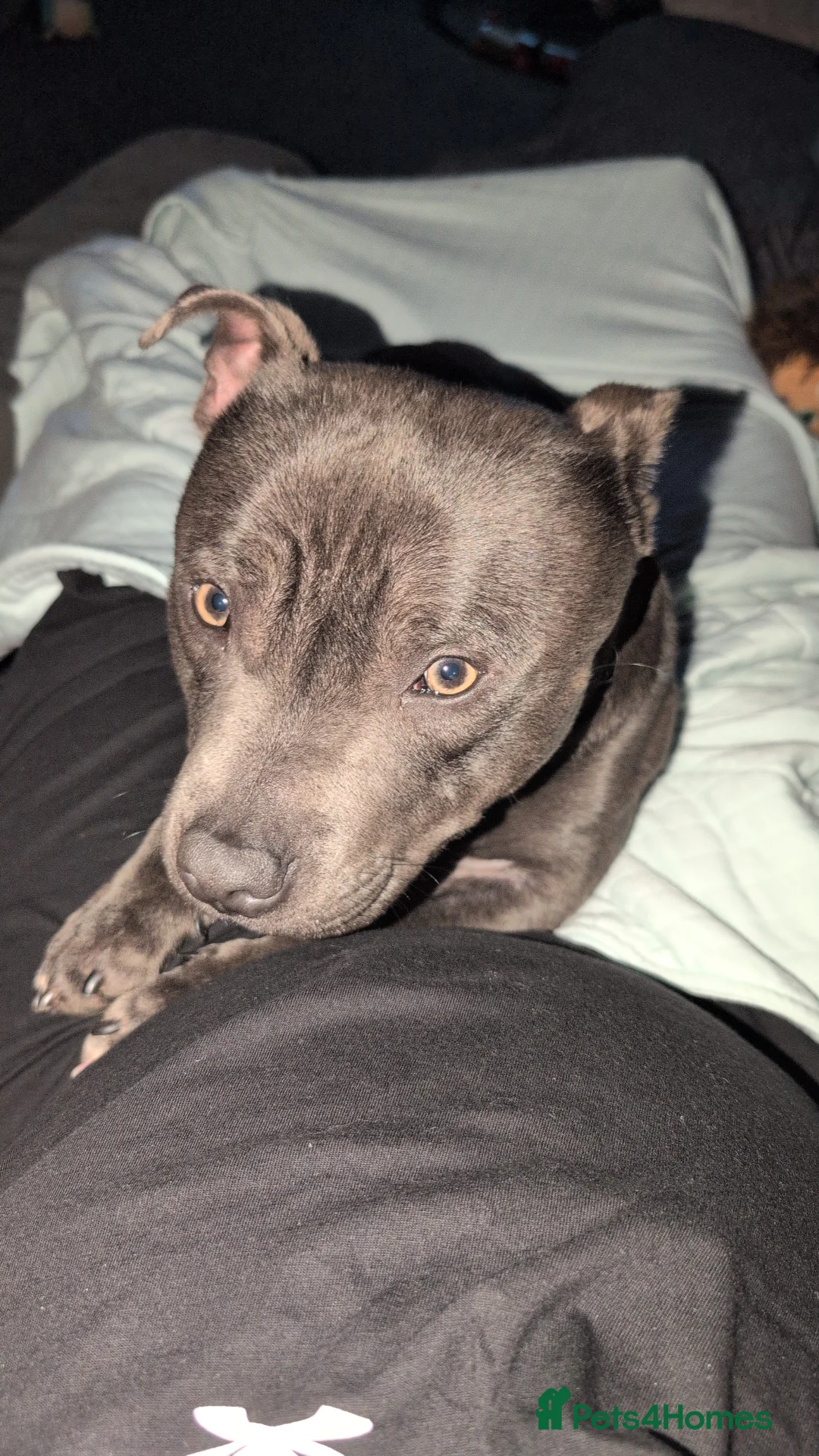 Staffordshire Bull Terrier dogs for sale: Diesel the Staffy in Ballymena - Advert 2
