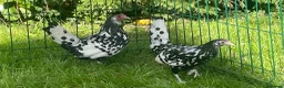 Chickens poultry for sale: Silver spangled Hamburg  - Advert 3