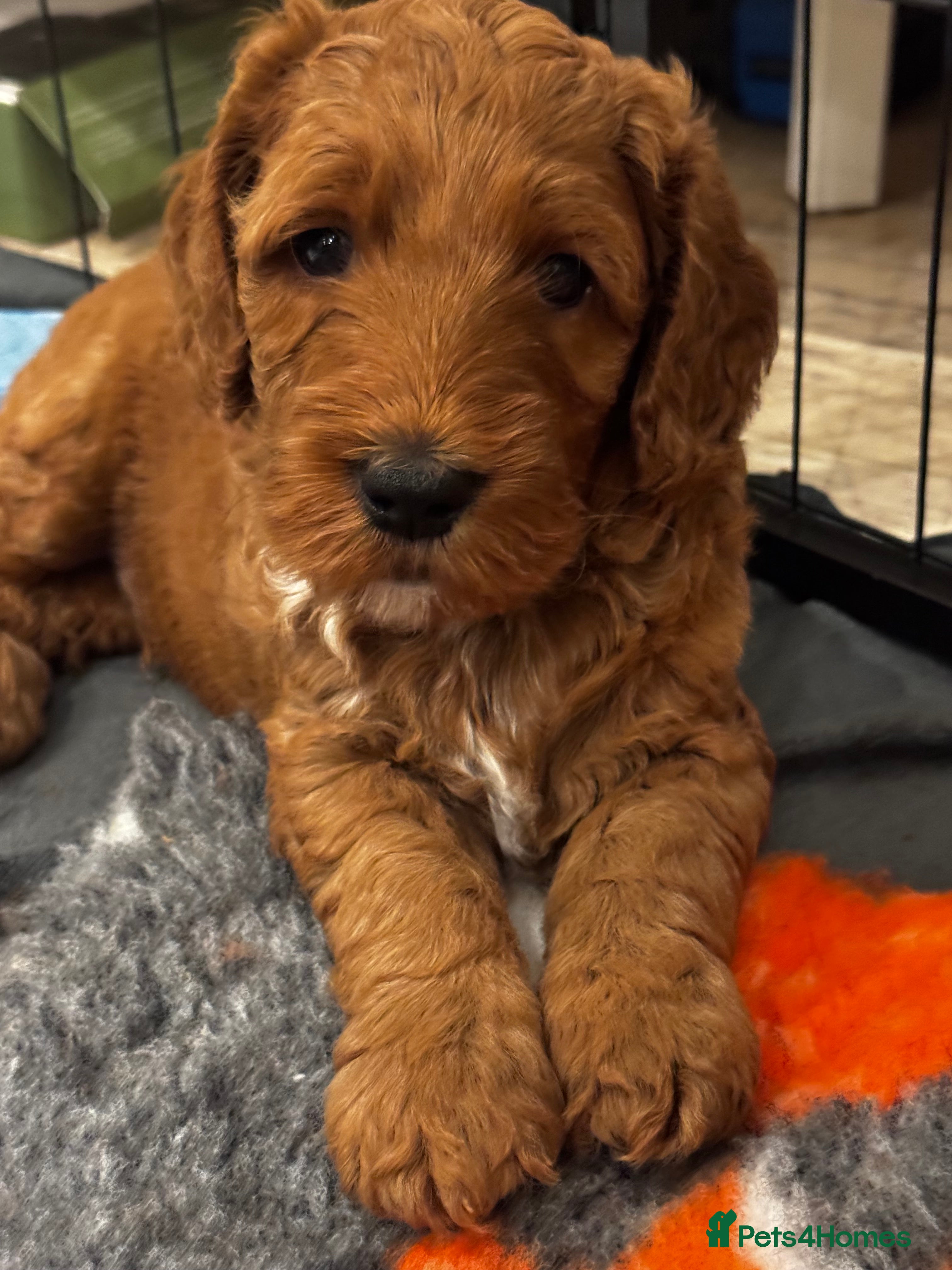 Mixed Breed dogs Teddy Bear Double Doodle Puppies – Boy & Girl - Advert 2