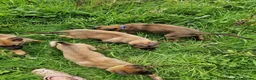 Belgian Shepherd Dog dogs for sale: Mali pups in Durham - Advert 3