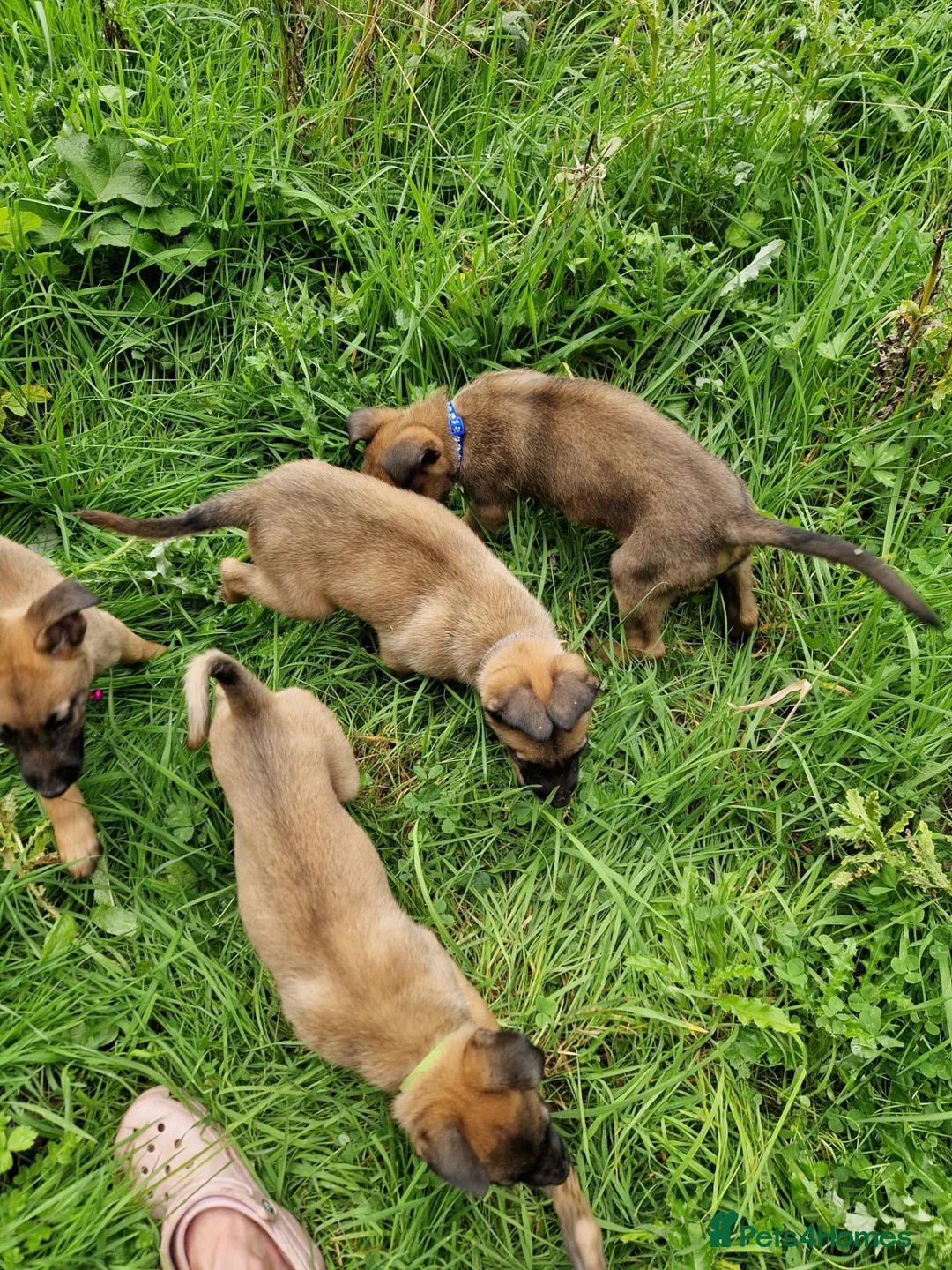 Belgian Shepherd Dog dogs for sale: Mali pups in Durham - Advert 3