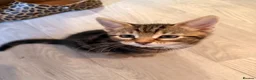 Mixed Breed cats for sale: 2 males left. Can deliver,Ready now.  - Advert 5