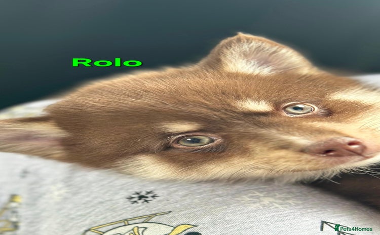 Pomsky dogs - Advert 4