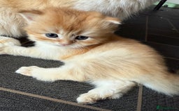 British Longhair cats for sale: GCCF reg BLH Chocolate Golden Blue/Green/Odd Eyes - Image 5