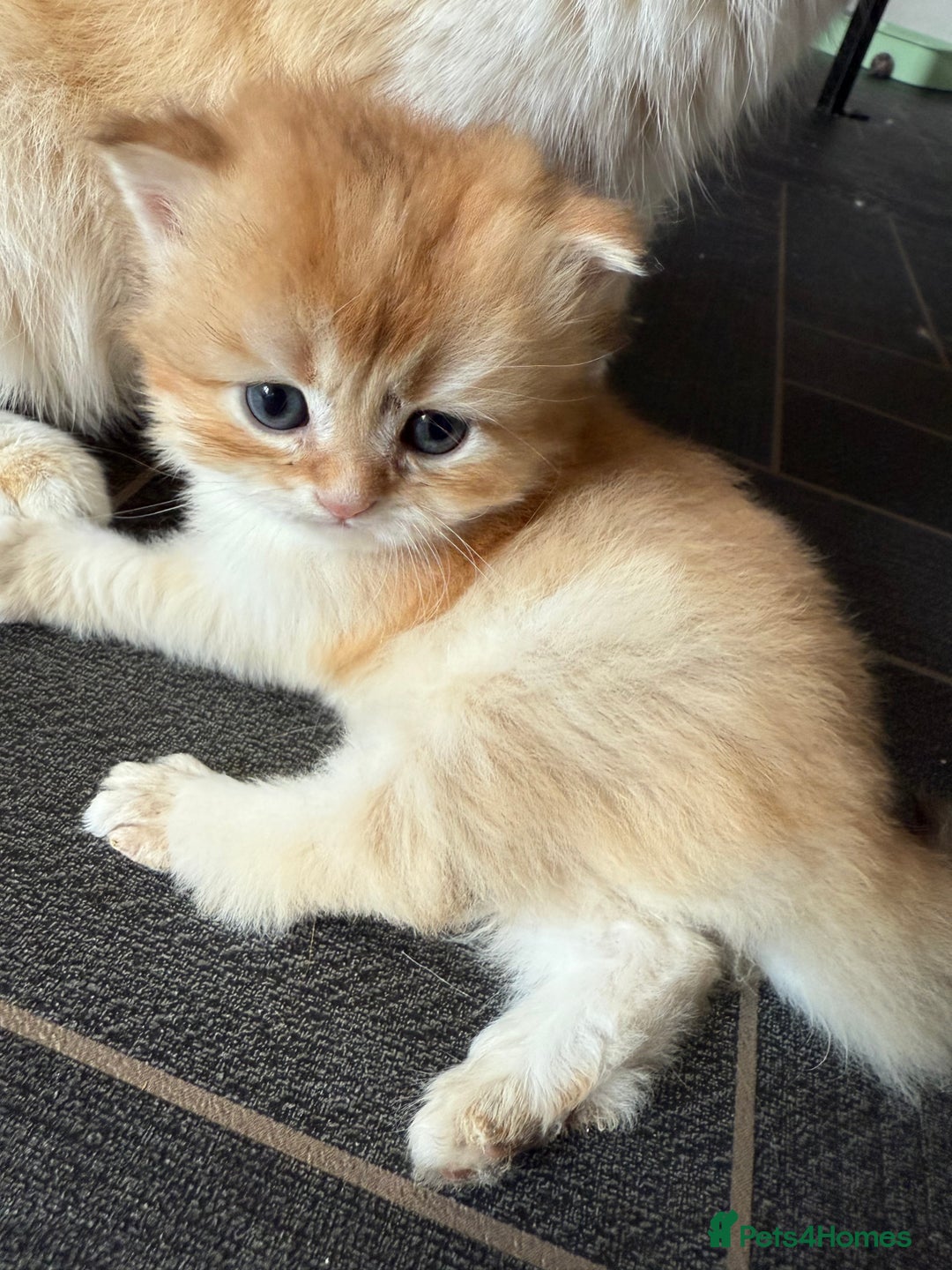 British Longhair cats for sale: GCCF reg BLH Chocolate Golden Blue/Green/Odd Eyes - Image 5