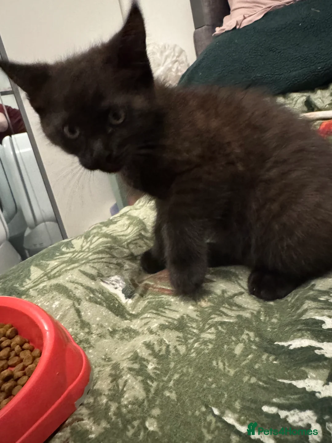 Mixed Breed cats for sale: Half mainecoon half moggy girl in Ivybridge - Advert 3