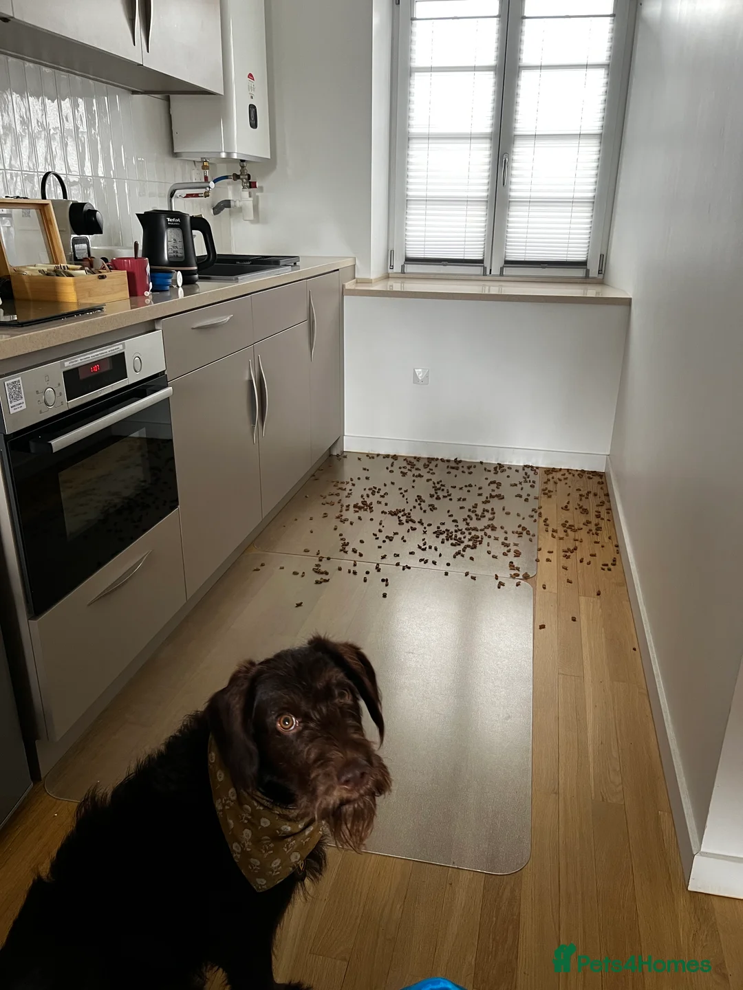 Mixed Breed dogs for sale: Lab x Cockapoo - Rehoming Bertie (Not selling) - Advert 3