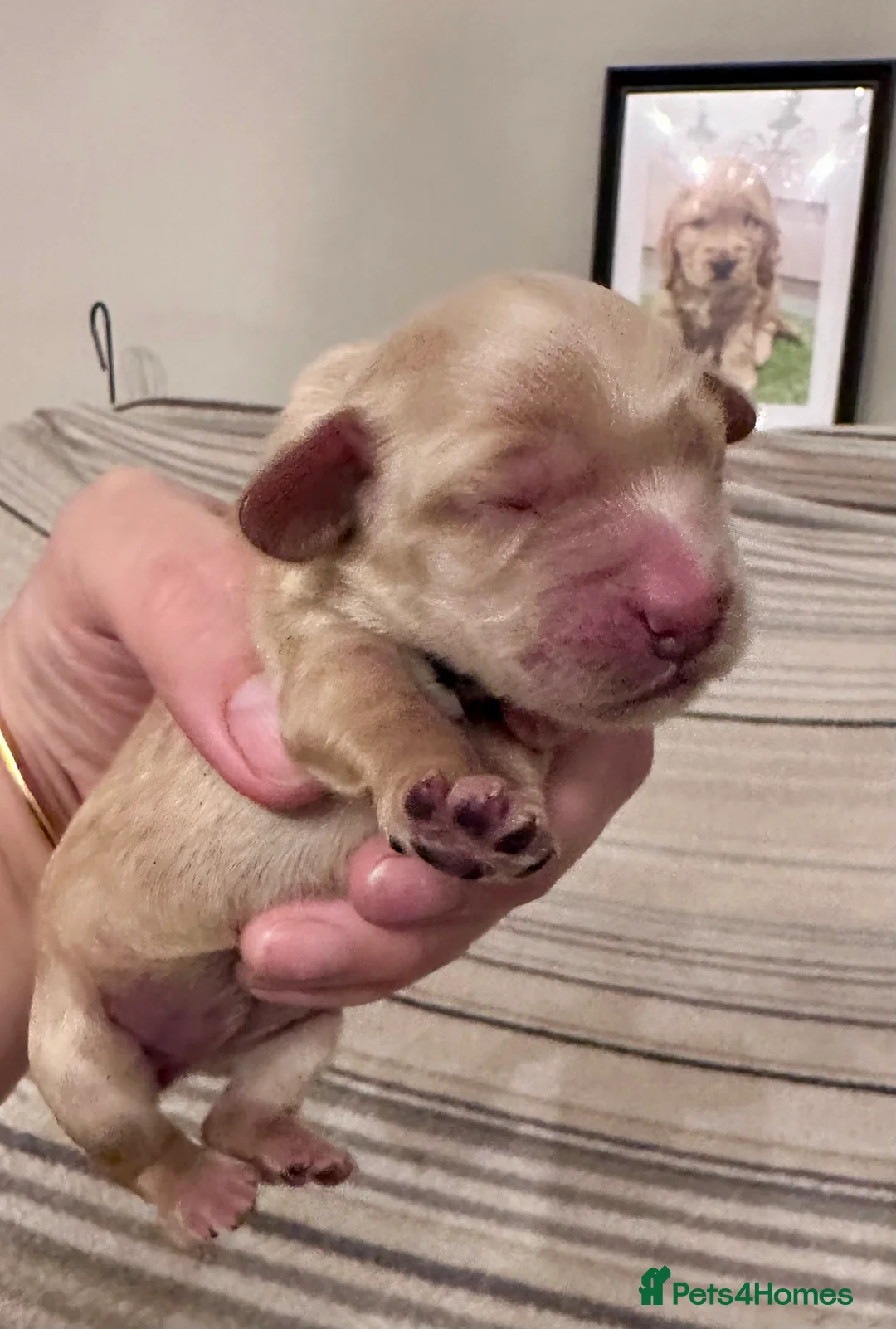 Cockapoo dogs for sale: Exceptional F1 Apricot / Red Cockapoo Puppies  - Advert 10