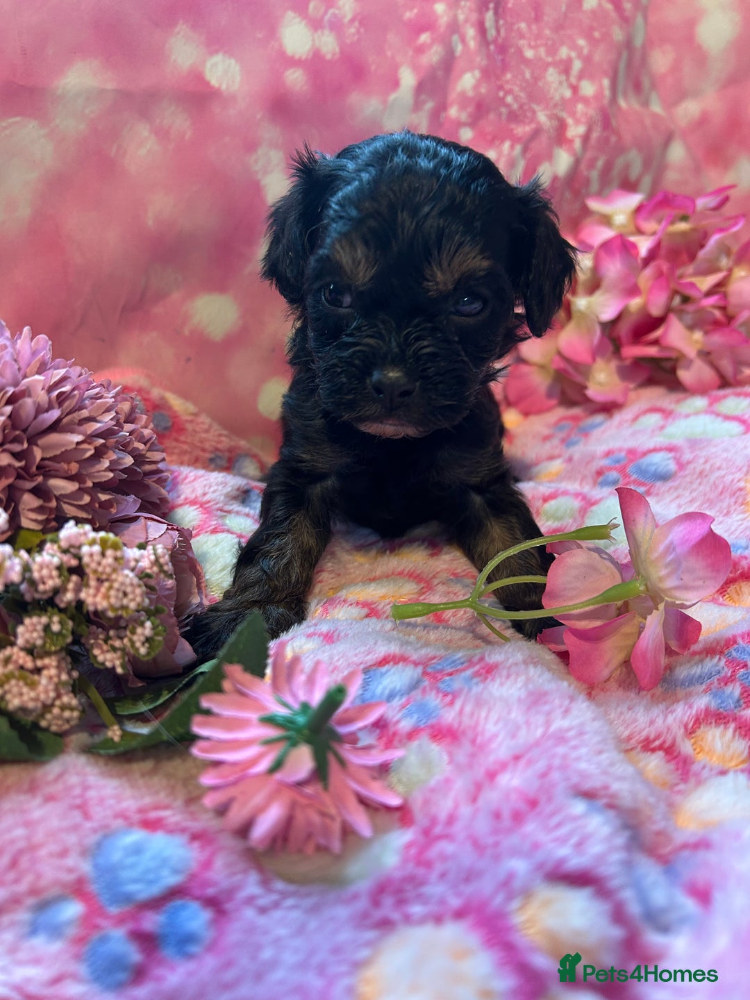 Cavapoo dogs for sale: F1 Cavapoo puppies 🐶  - Advert 13
