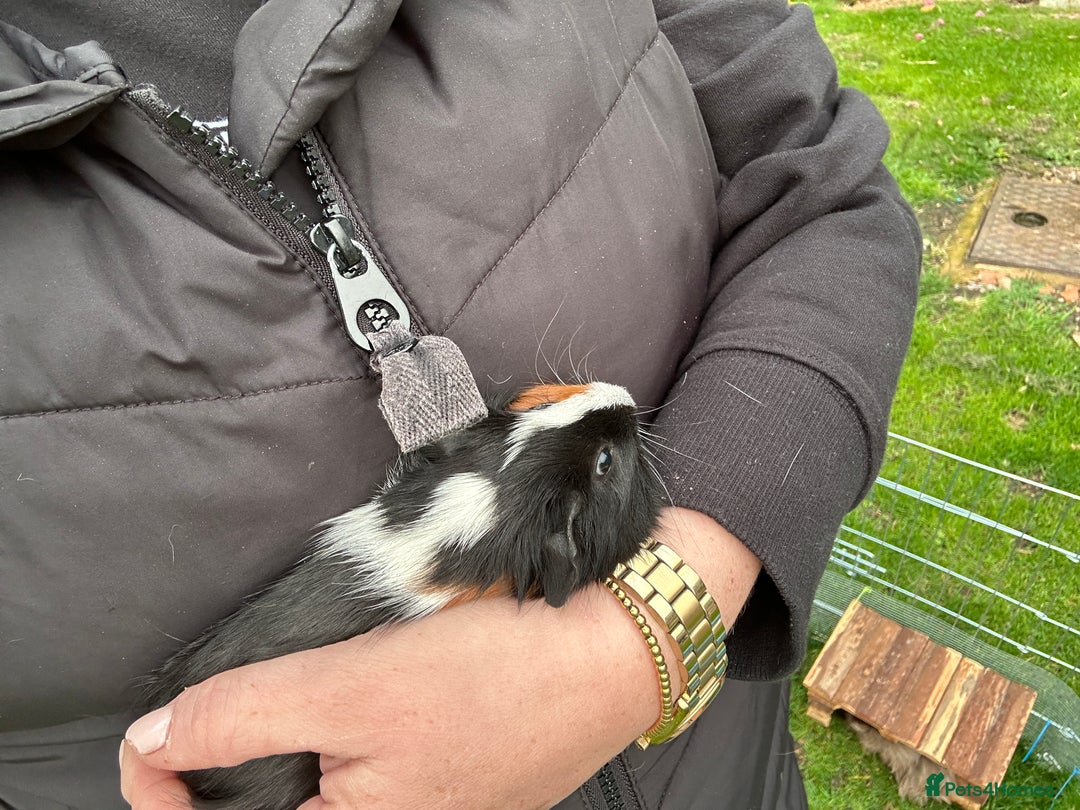 Guinea Pig rodents for sale: Baby Guinea Pigs ready now - Image 22