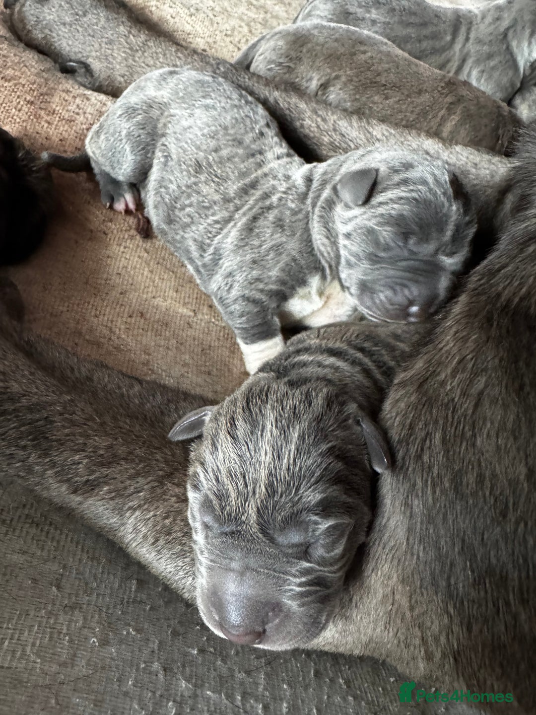 Cane Corso dogs for sale: Beautiful rare cane corso with white legs  - Advert 4