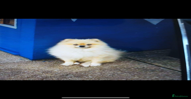 Pomeranian dogs - Advert 2