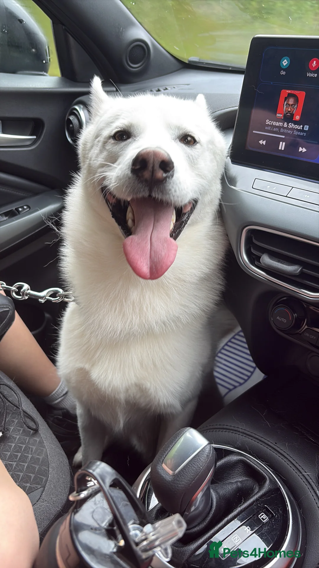 Siberian Husky dogs for sale: 2 year old husky  - Advert 2
