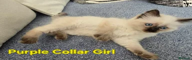 Ragdoll Kitten 4