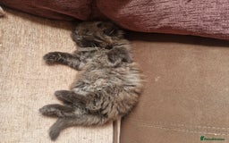 Mixed Breed cats for sale: Beautiful girl  - Image 12