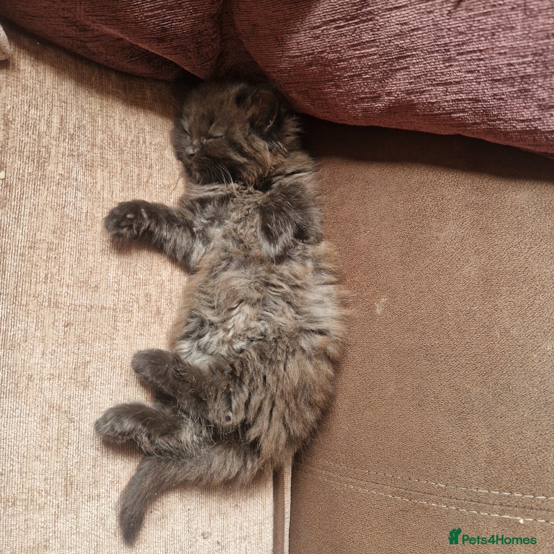 Mixed Breed cats for sale: Beautiful girl  - Image 12