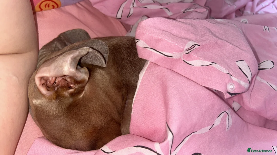 Dachshund dogs for sale: Teddy 4 years old  in Barry - Advert 2
