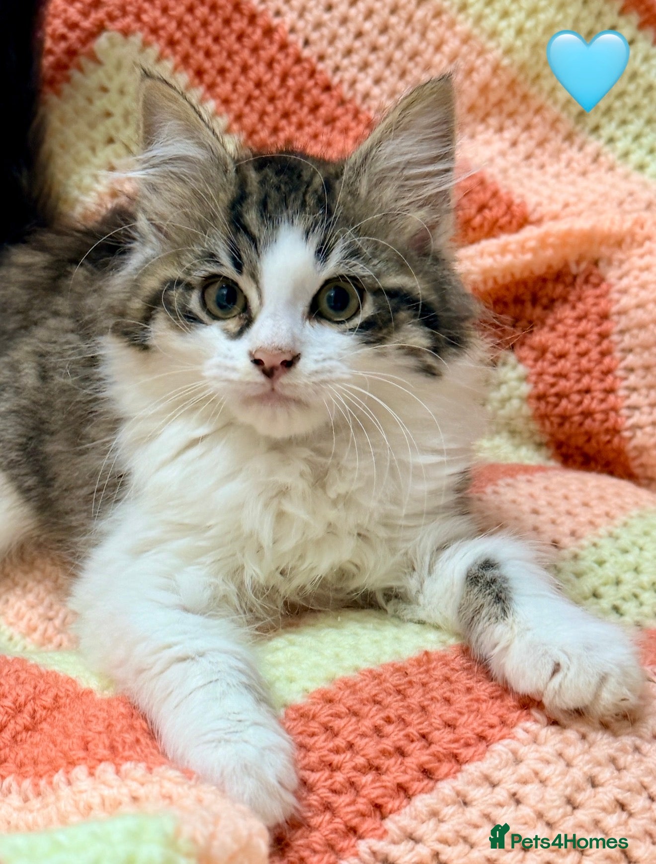 Mixed Breed cats 💖 MAINE COON X RAGDOLL *PARENTS HEALTH TESTED* 💖 - Advert 1