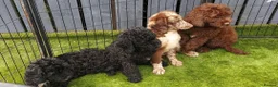 Sproodle dogs for sale: 2 GIRLS LEFT PRA CLEAR SPROODLES - Advert 4