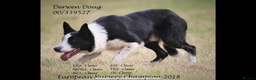 Border Collie dogs for sale: Gorgeous Collie Pups Mum ISDS Reg by Derwen Doug - Advert 8