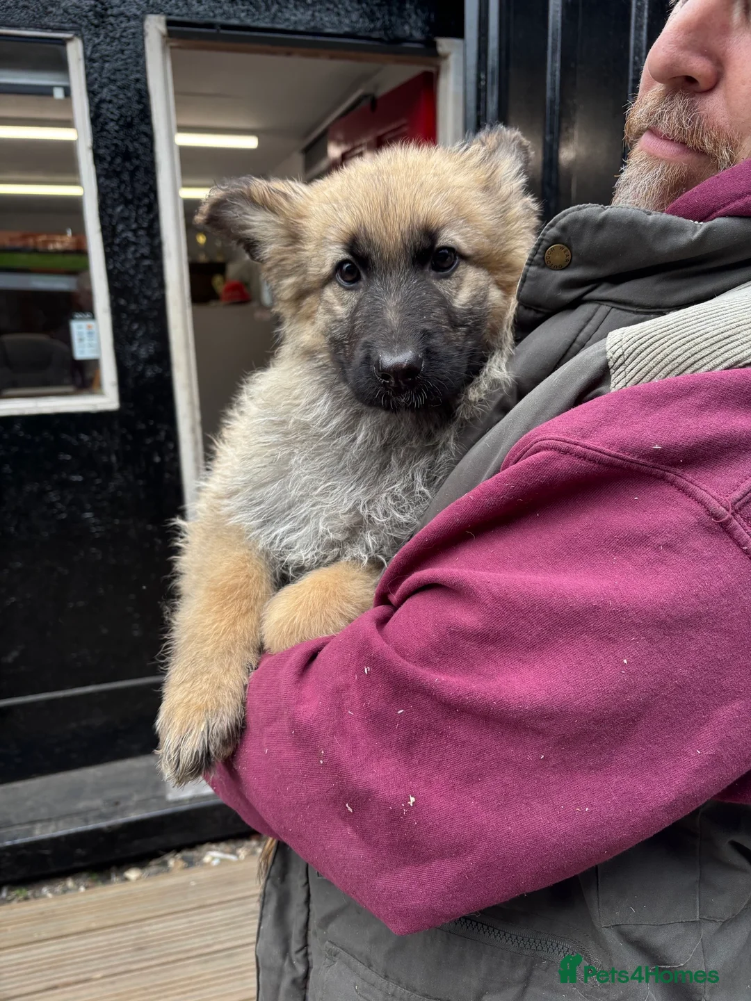 German Shepherd dogs for sale: big fluffy german shepherds - Advert 2