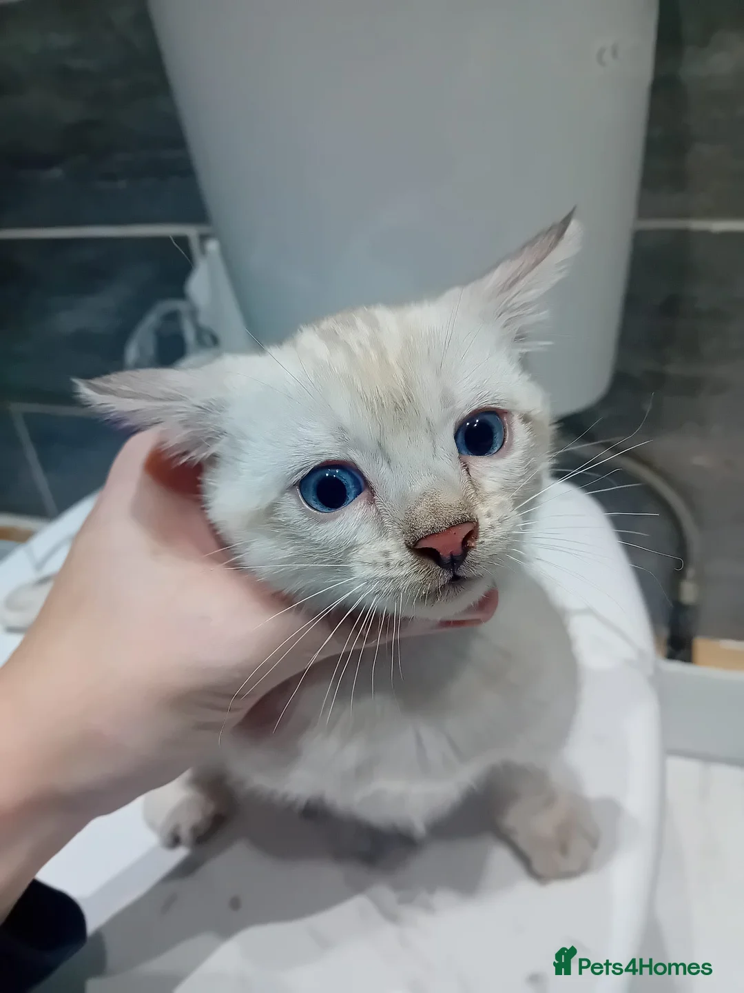 Bengal cats for stud: GANDALF Snow Mink Blue Carrier Russia Lines in Gateshead - Advert 19