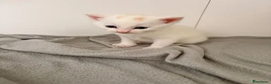 Kitten 2