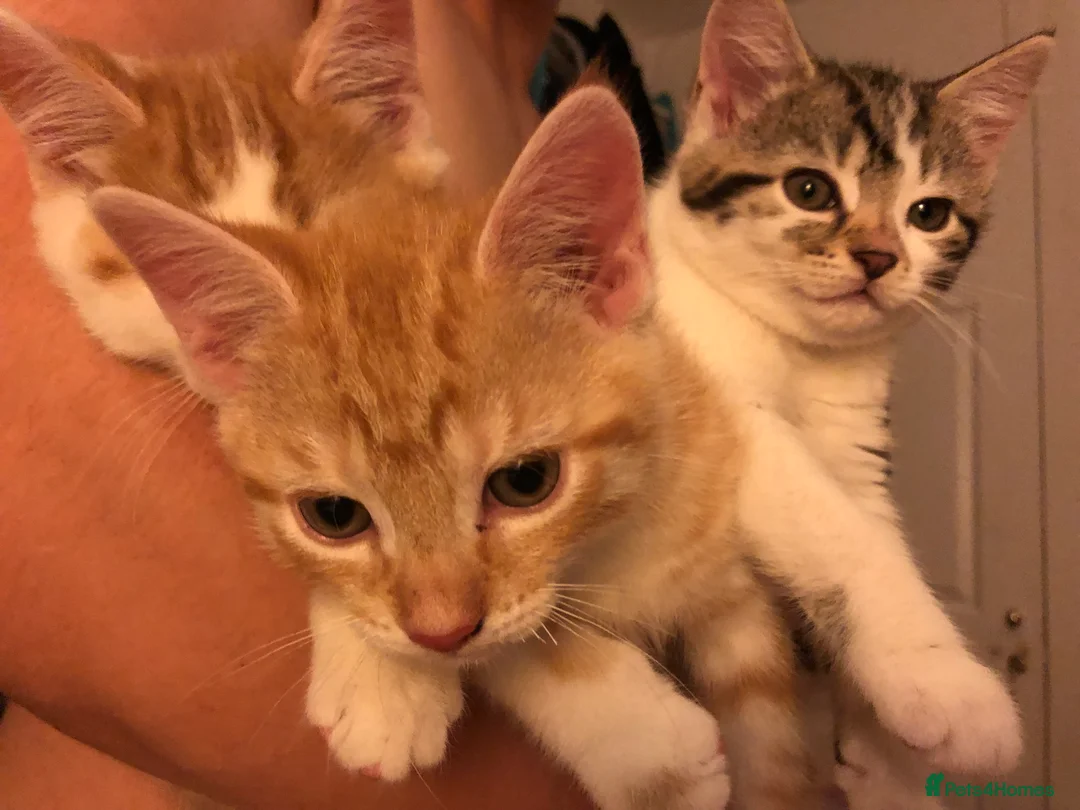 Mixed Breed cats for sale: 3 darling kittens looking for new homes - Advert 15