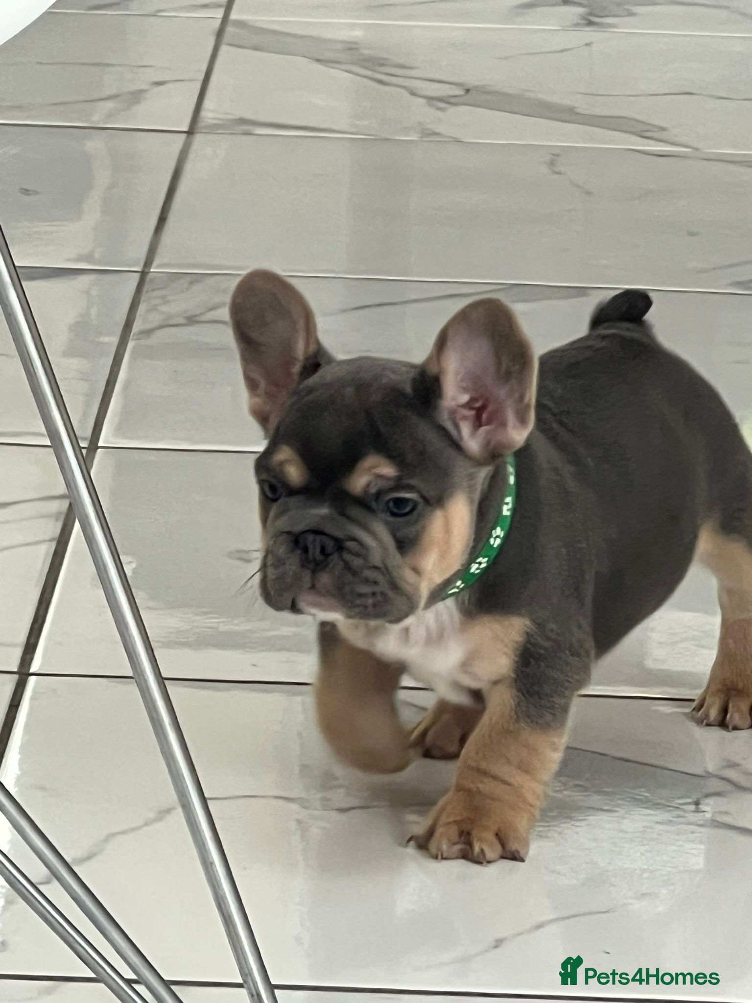 French Bulldog dogs Adorable French Bulldog Ready for New Homes KC reg - Advert 9