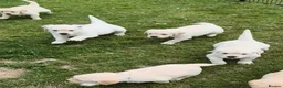 Golden Retriever dogs for sale: KC GOLDEN RETRIEVER PUPS SHOW CHAMPION PEDIGREE  - Advert 11